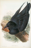 Corvux corax. Raven. (1862-1873)