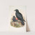 Corvux corone. Carrion-Crow. (1862-1873) by John Gould