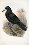 Corvux frugilegus. Rook. (1862-1873)