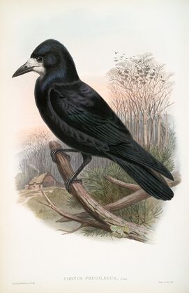 Corvux frugilegus. Rook. (1862-1873)