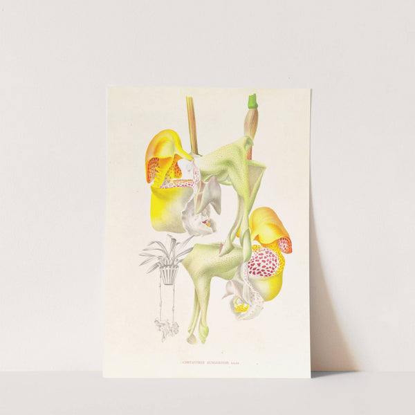 Coryanthes bungerothi by Jean Jules Linden