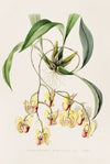 Coryanthes Speciosa