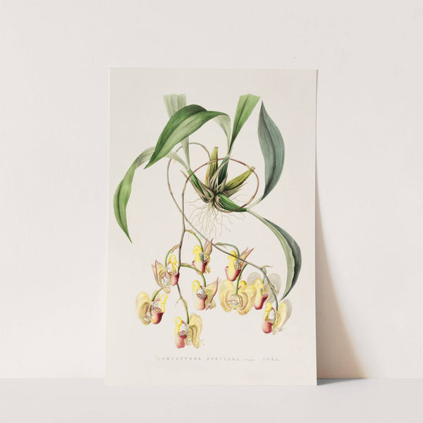 Coryanthes Speciosa (1837-1843) by James Bateman