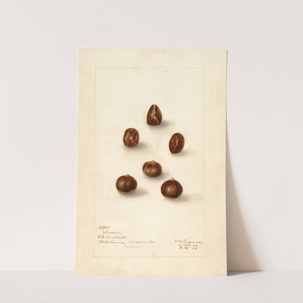 Corylus: Korean (1906) by Deborah Griscom Passmore