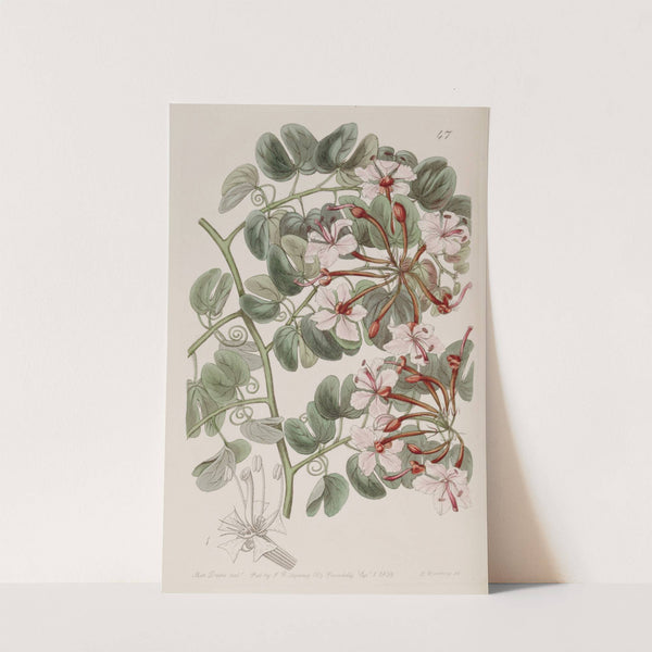 Corymb-flowering Baukinia by Sydenham Edwards