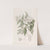 Corymb-flowering Deutzia by Sydenham Edwards