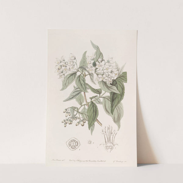 Corymb-flowering Deutzia by Sydenham Edwards