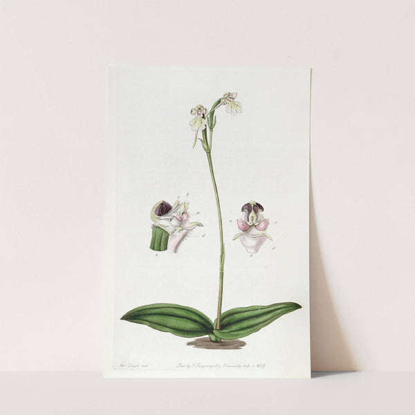 Corymbose Dog-Orchis by Sydenham Edwards