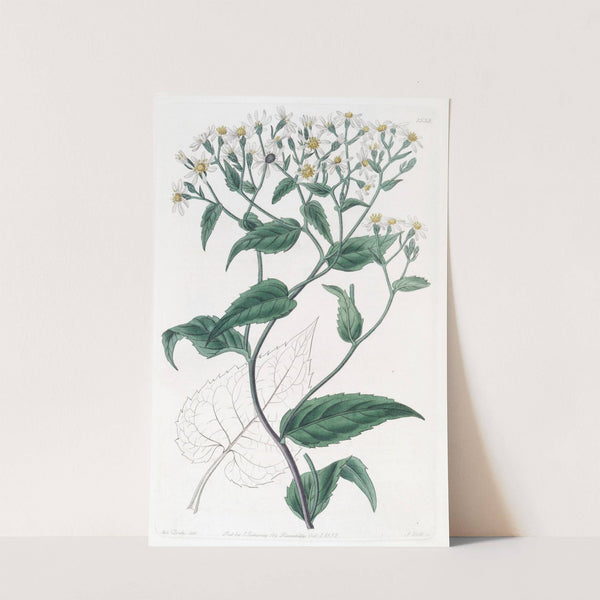 Corymbose Eurybia by Sydenham Edwards
