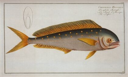 Coryphaena Hippurus, The Dolfin
