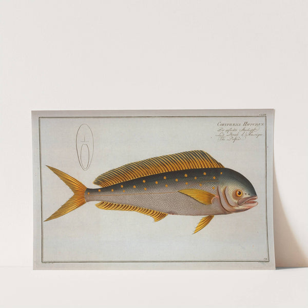 Coryphaena Hippurus, The Dolfin by Marcus Elieser Bloch