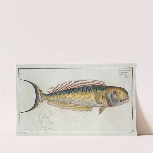 Coryphaena Plumieri, The Sea Pea-Cock (1785-1797) by Marcus Elieser Bloch