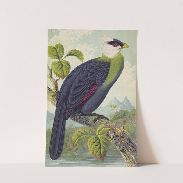 Corythaix Leucolopha by Thomas Waterman Wood