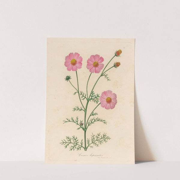 Cosmos bipinnatus (1818-1824) by Gaetano Savi