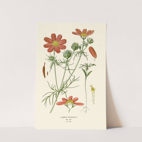 Cosmos Bipinnatus (1896-1897) by Edward Step