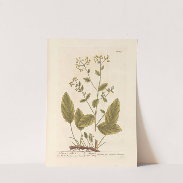 Costmary or alecoast by Elizabeth Blackwell