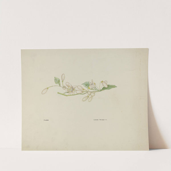 Costume Accessory (Orange Blossoms) by Lyman Young