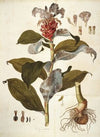 Costus Arabicus