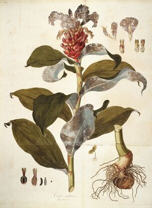 Costus Arabicus
