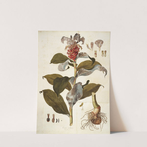 Costus Arabicus by Nikolaus Joseph Freiherr von Jacquin