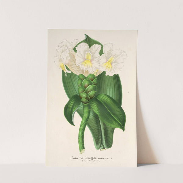 Costus Verschaffeltianus by Charles Antoine Lemaire