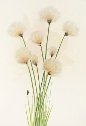 Beargrass. Xerophyllum tenax