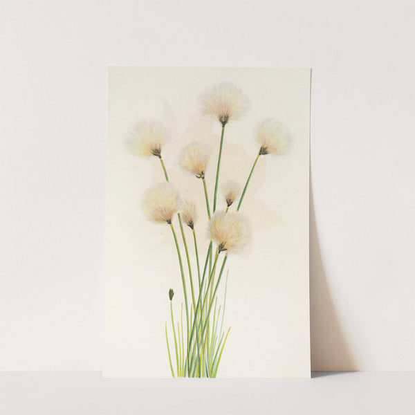 Cottongrass. (Eriophorum chamissonis) (1925) by Mary Vaux Walcott