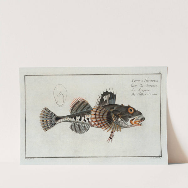 Cottus Scorpius, The Father Lascher. by Marcus Elieser Bloch