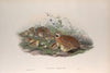Coturnix communis. Common Quail. (1862-1873)