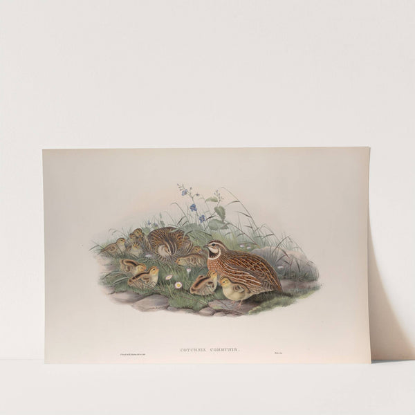 Coturnix communis. Common Quail. (1862-1873) by John Gould