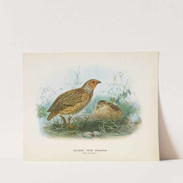 Coturnix novae zealandiae (Male and Female) (1873) by John Gerrard Keulemans