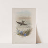 Cotyle riparia. Sand-Martin. (1862-1873) by John Gould