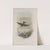Cotyle riparia. Sand-Martin. (1862-1873) by John Gould