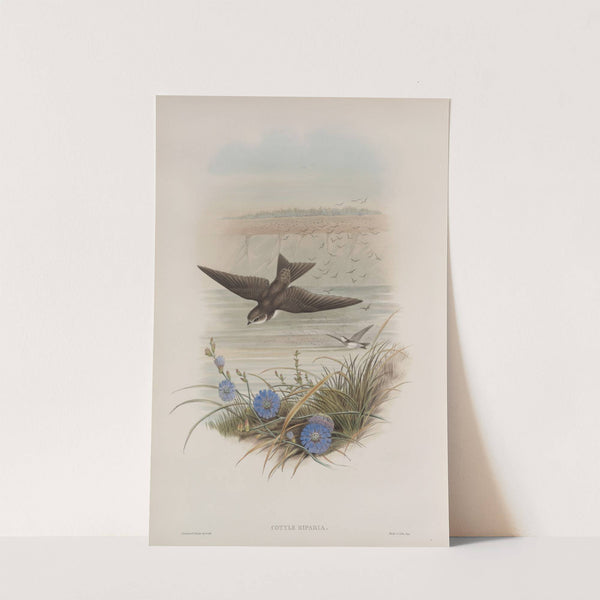 Cotyle riparia. Sand-Martin. (1862-1873) by John Gould