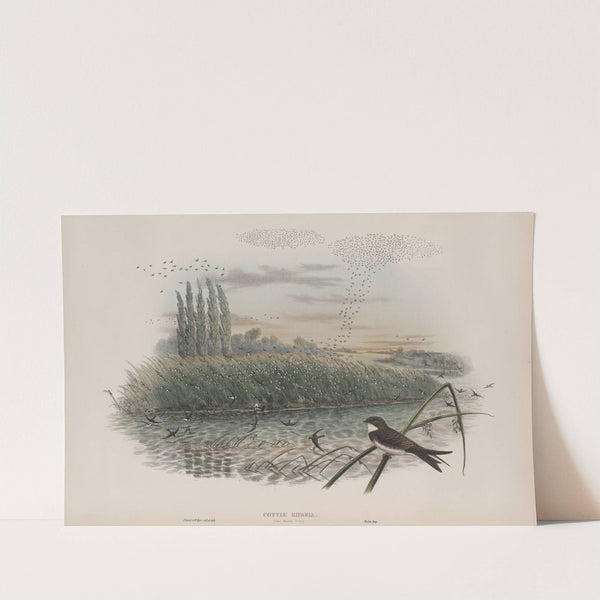 Cotyle riparia. Sand-Martin, young. (1862-1873) by John Gould