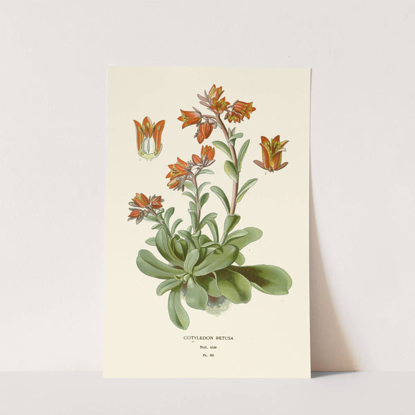 Cotyledon Retusa (1896-1897) by Edward Step