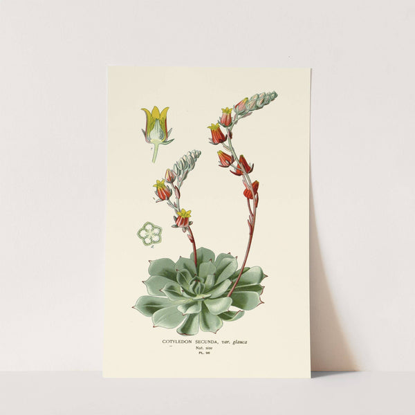 Cotyledon Secunda (1896-1897) by Edward Step