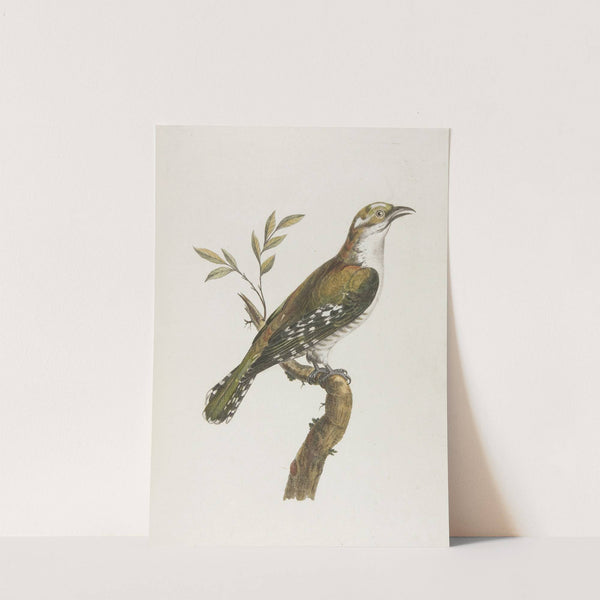 Coulou vert dore (18th century) by François Levaillant