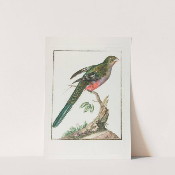 Couroulou d’afrique femelle (18th century) by François Levaillant