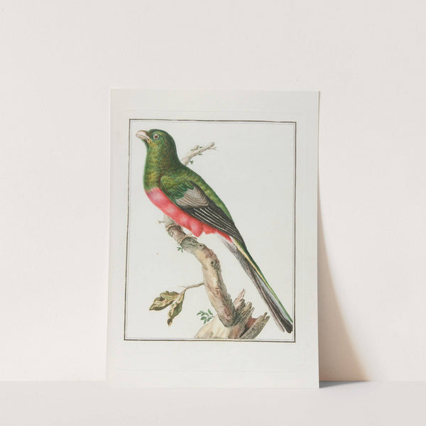 Couroulou d’afrique male … (18th century) by François Levaillant