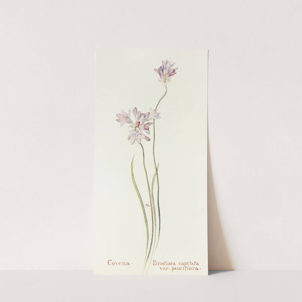 Covena by Margaret Armstrong