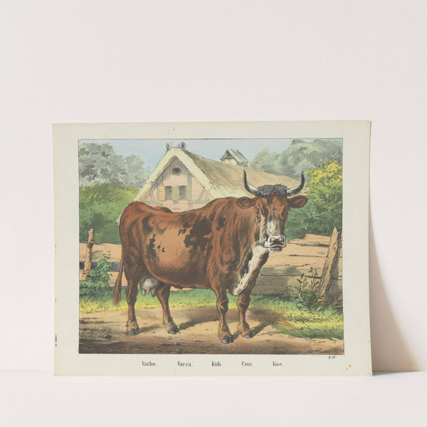 Cow (1829-1880) by Joseph Scholz