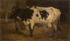 Cow.