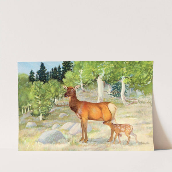 Cow And Calf Elk (1929-1932) by Olaus Murie