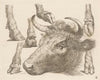 Cow head and studies of hooves (1793)