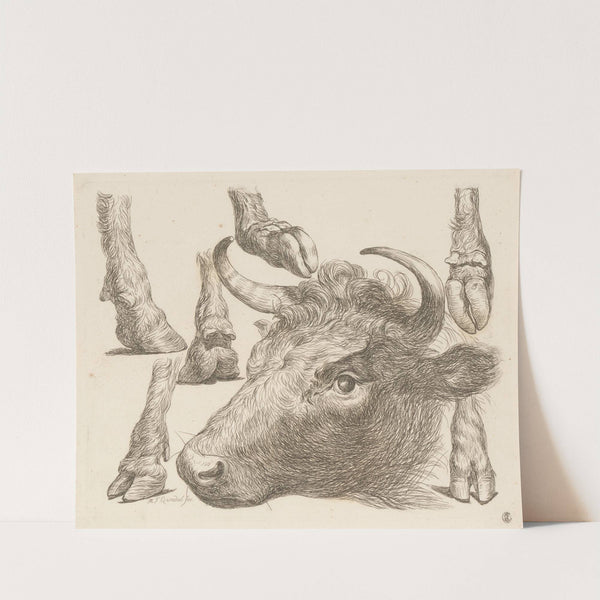 Cow head and studies of hooves (1793) by Martin Ferdinand Quadal