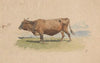 Cow in pasture (1898)