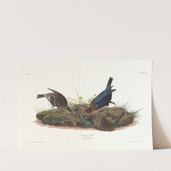 Cow-pen bird by John James Audubon