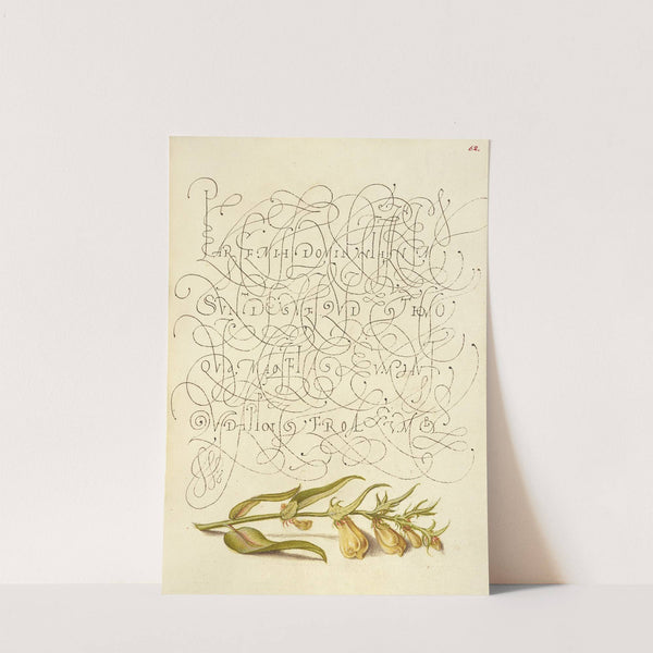 Cow-Wheat (1561–1596) by Joris Hoefnagel