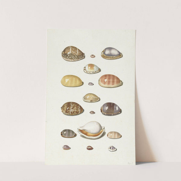 Cowry Shells by Johann Gustav Hoch